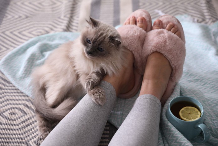 ピンクのスリッパの女性の足に甘える猫