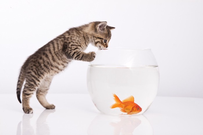 水槽の金魚を覗く猫