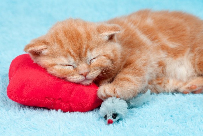 クッションを枕にする猫