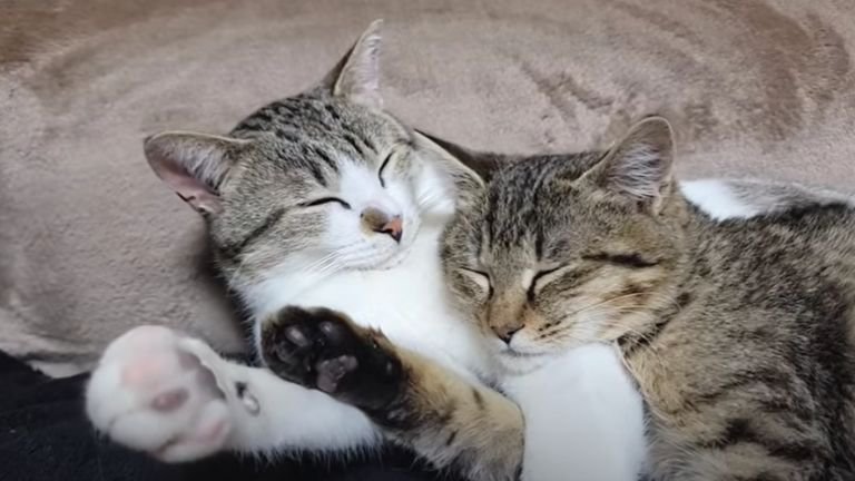 一緒に眠る猫たち
