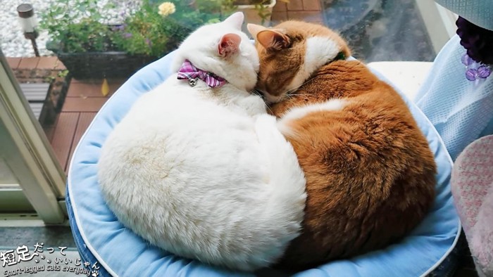 ベッドで丸くなって寝る2匹の猫