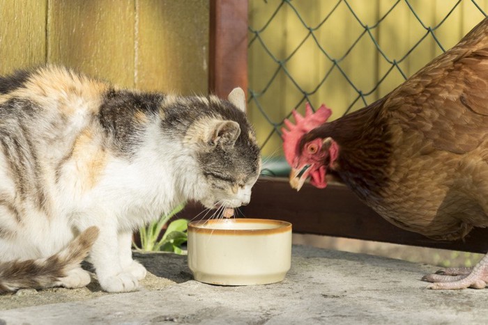 食器を覗きこむ鶏と猫