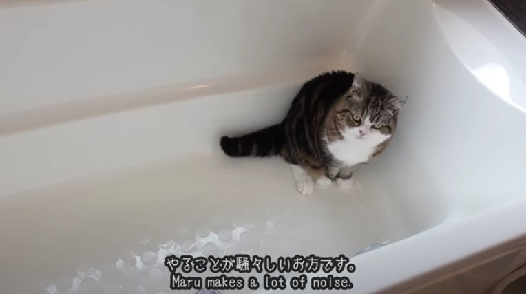 お風呂場で遊ぶ猫