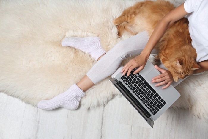 パソコンをする人の膝に乗る猫