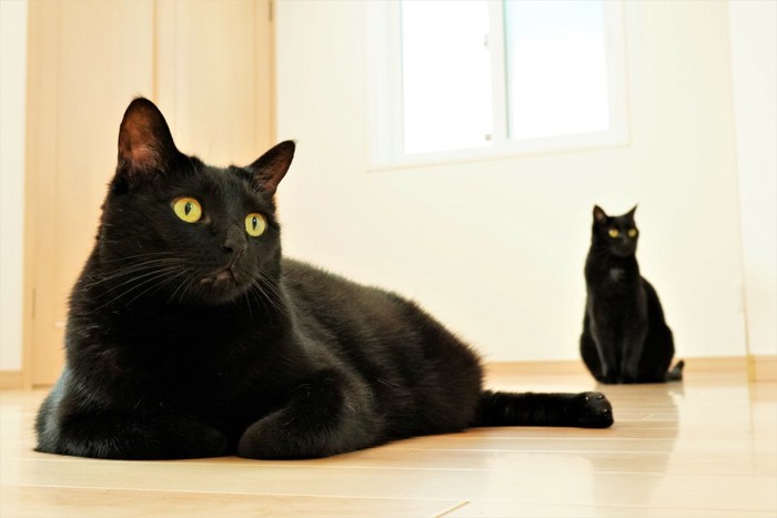 フローリングの上の2匹の黒猫