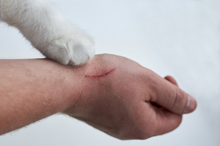 猫の手と傷