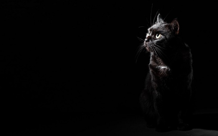 黒い背景で警戒中の猫