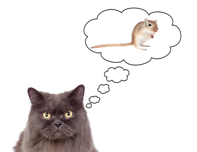 ネズミを想像している猫