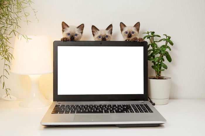パソコンの上からのぞいている3匹の子猫