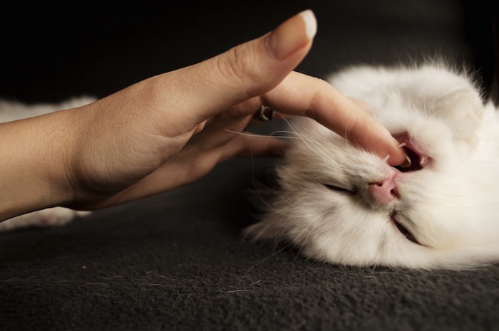 人の指を噛む白猫