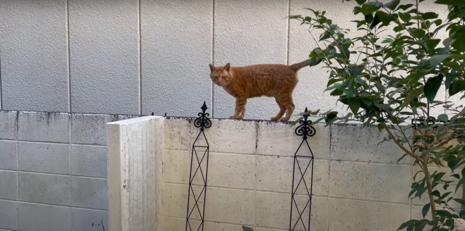 塀の上の猫