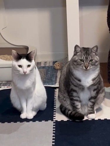 並んで座る2ひきの猫