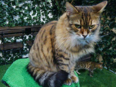 ヒョウ猫の森スタッフのベンガル猫マリー