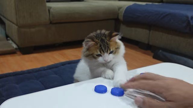キャップに手を伸ばす子猫