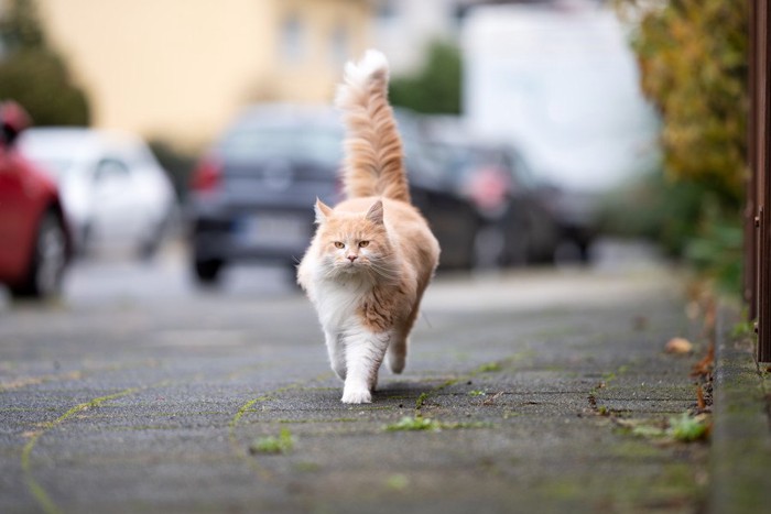 しっぽを立てて歩く猫