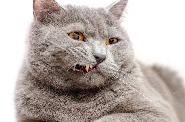 牙が少し見えているグレーの猫
