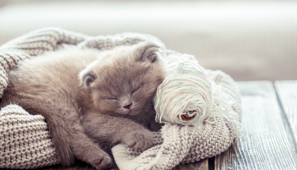 セーターで丸くなって寝る猫