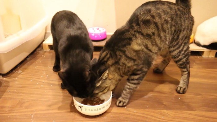 一つのお皿でごはんを食べる2匹の猫