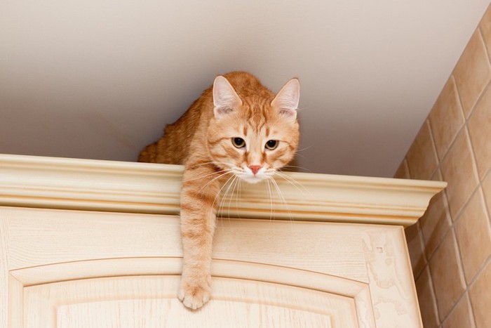 戸棚の上から下を覗く猫