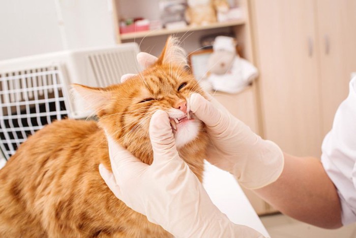 歯を検査される猫