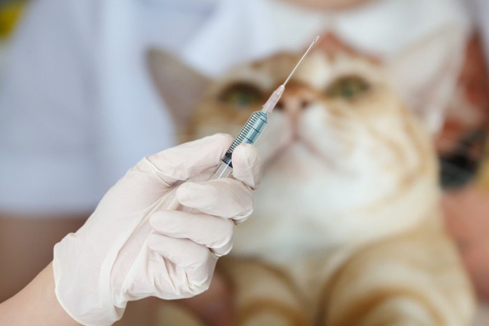 ワクチン越しの猫