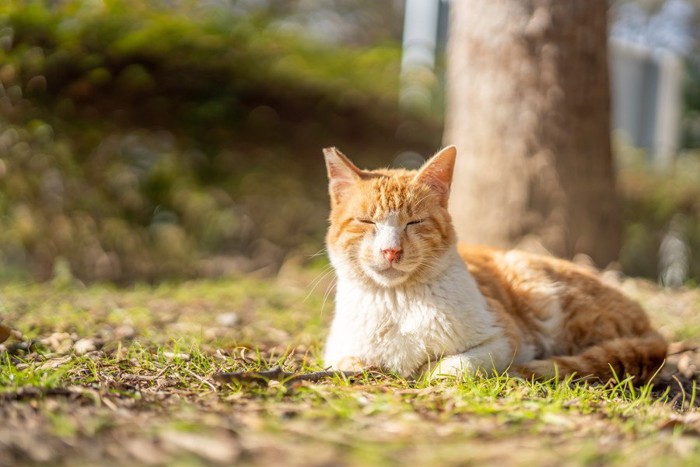 草の上で香箱座りする猫