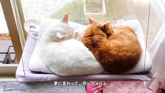 窓の方を向いて寝る2匹の猫