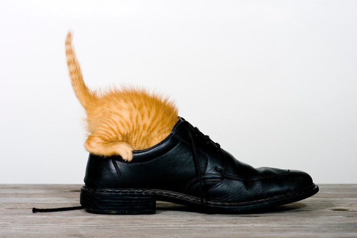 黒い靴にもぐりこむ子猫