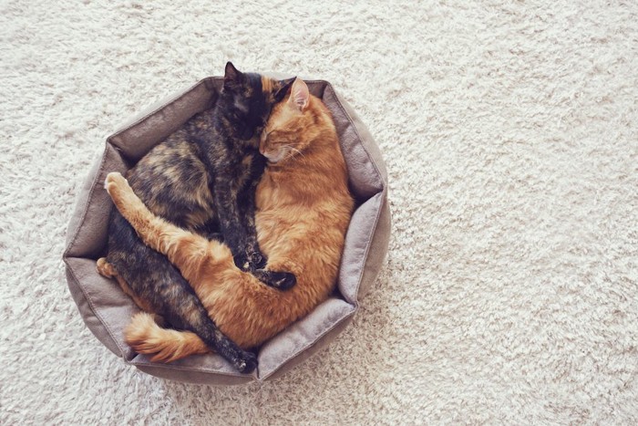 一つのベッドでくっついて眠る二匹の猫