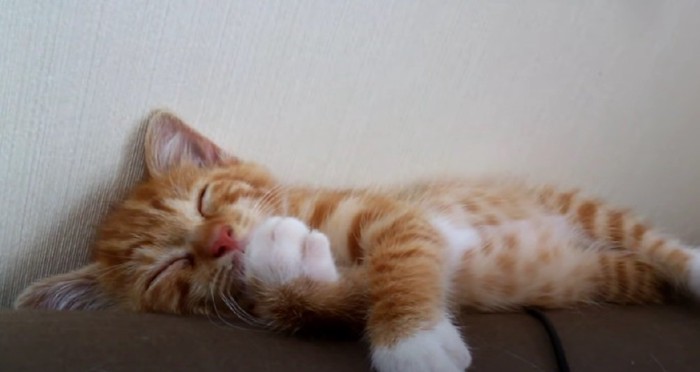 ぐっすり眠る茶トラ猫