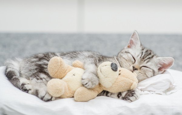 おもちゃを抱っこする猫