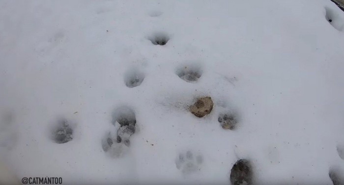 雪の上に残る猫の足あと