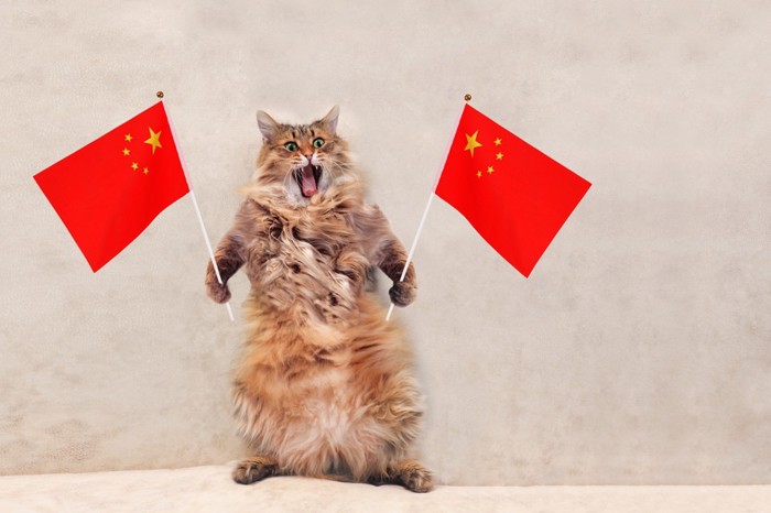 中国の旗を持つ猫