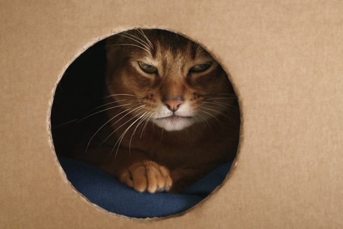丸い窓の空いたダンボールの中にいる猫
