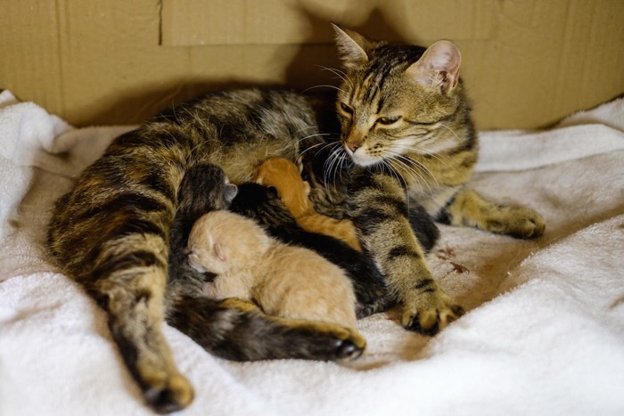 生まれたばかりの仔猫と母猫