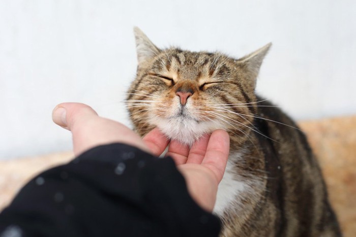 顎の下を撫でられる猫
