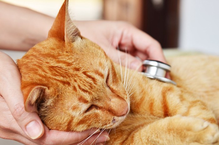 獣医師の診察を受ける猫