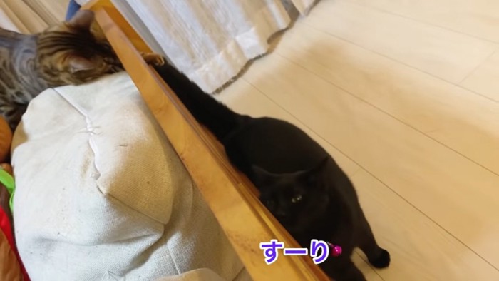 黒猫のしっぽを触るベンガル