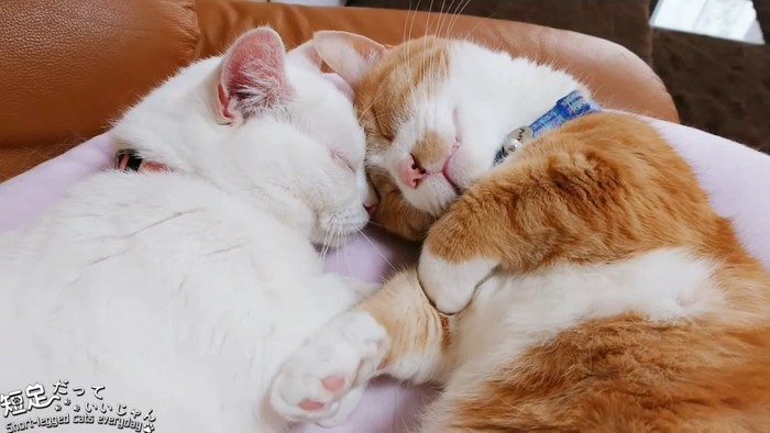 上を向いて寝る猫と白猫