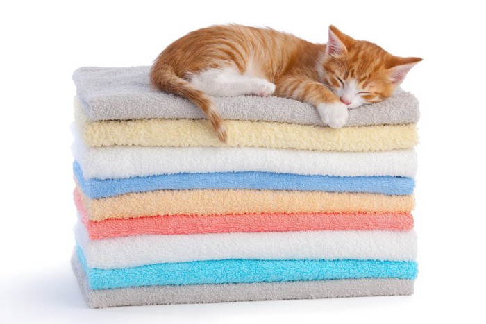 畳まれたタオルの上で寝る猫
