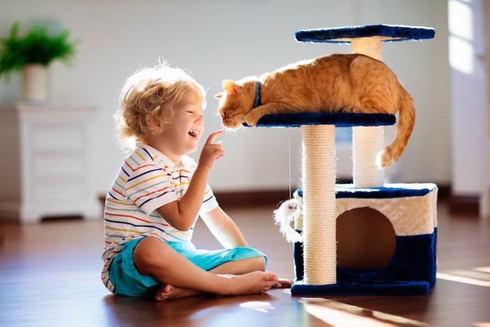 キャットタワーの上の猫に手を伸ばす子供