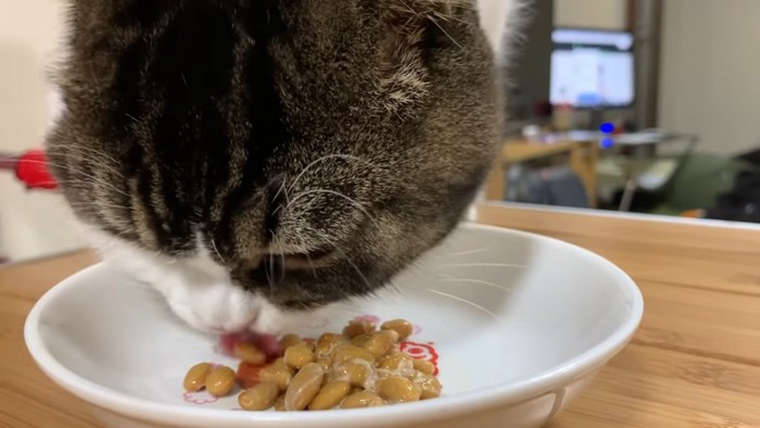 お皿にある納豆を食べる猫