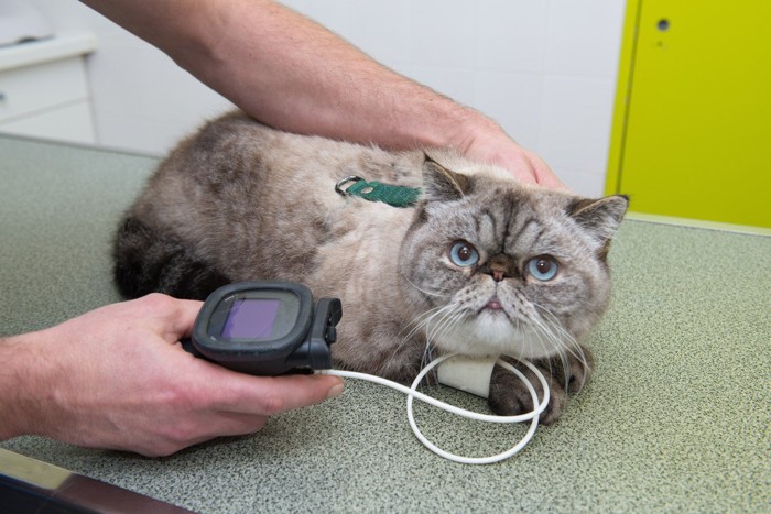 血圧を測っている猫