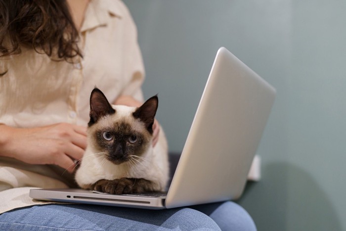 パソコンの上に乗る猫