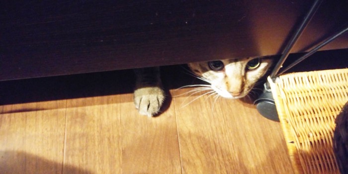 ベッドの下に隠れた猫