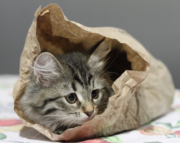 紙袋の中の猫
