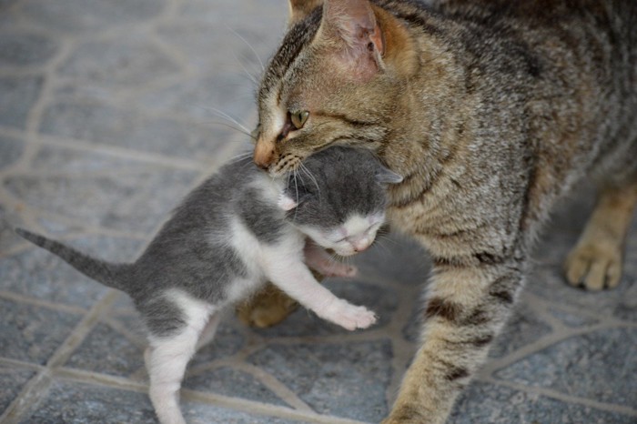 子猫をくわえて運ぶ母猫