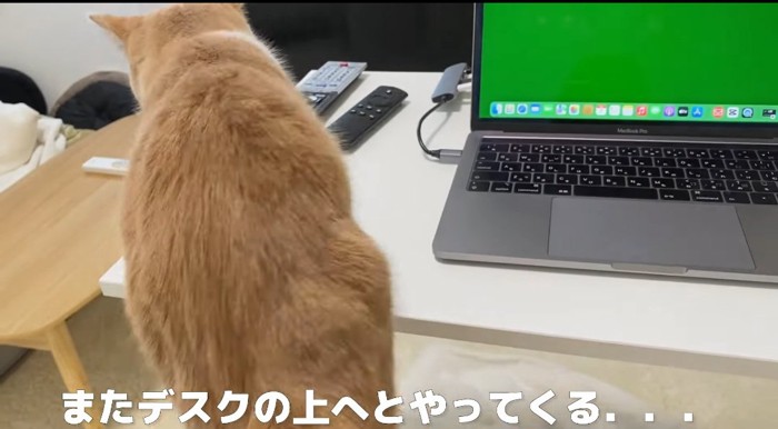 机の上の猫