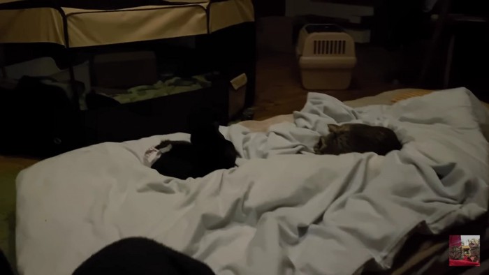 薄暗い部屋と眠る猫2匹