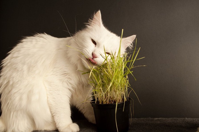 草にほほを寄せる猫